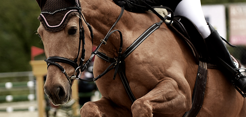 Bedrijfsmatig gebruik van een (sport)paard