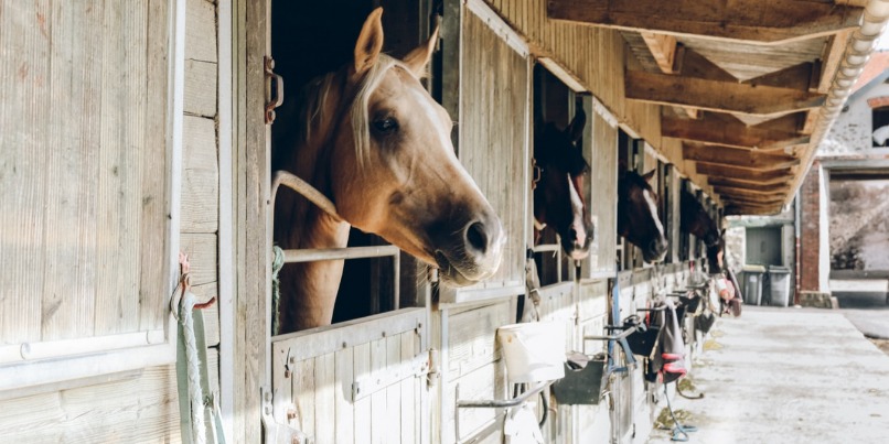 Het retentierecht in de paardenwereld