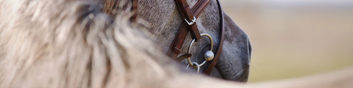 Paardenhouderij